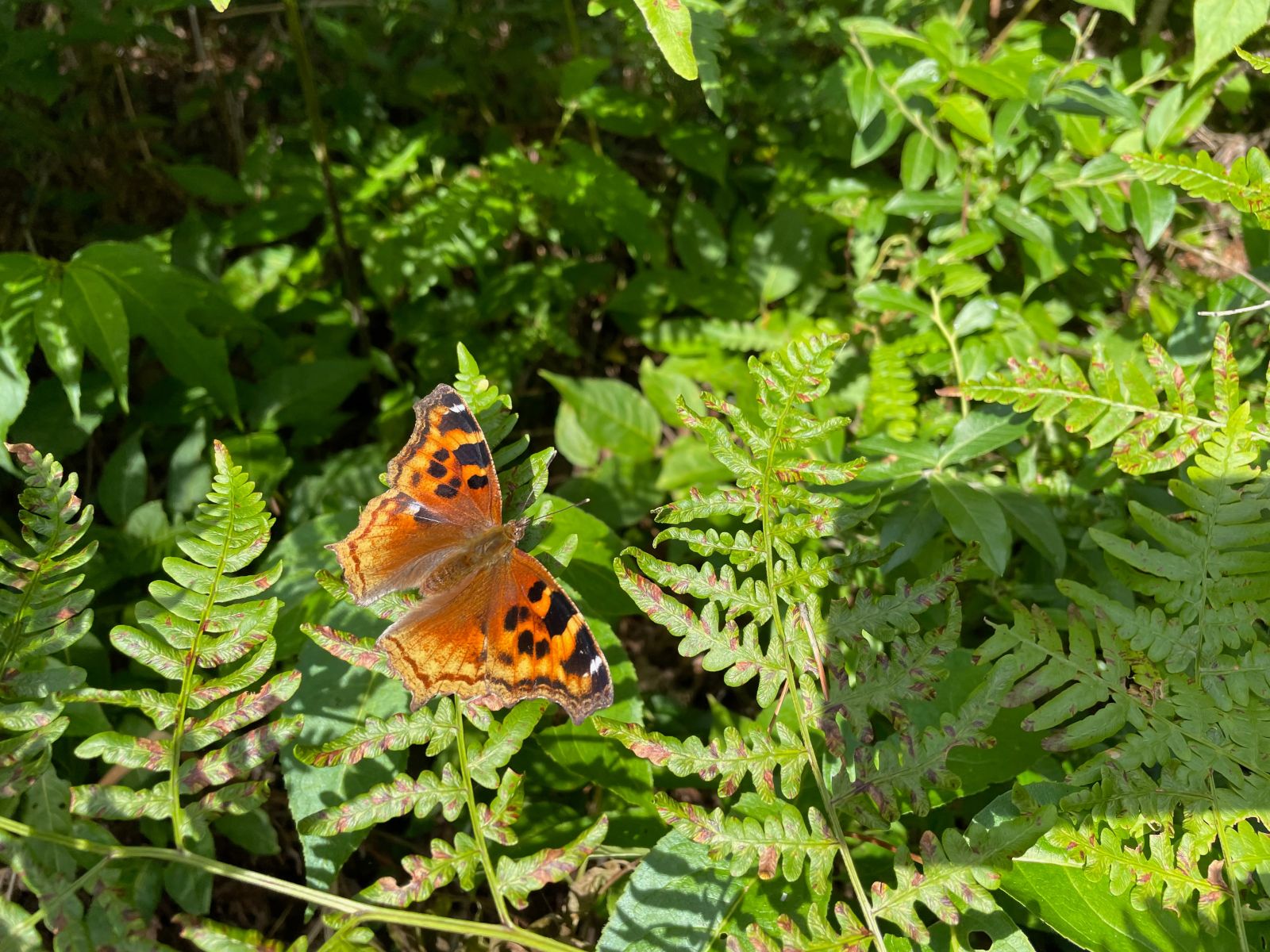 A butterfly surrounded by vegitation